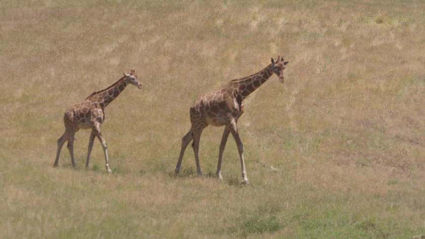 Two giraffes walk across the plains