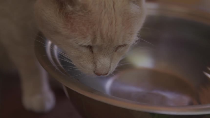 A cat is drinking water out of a bowl