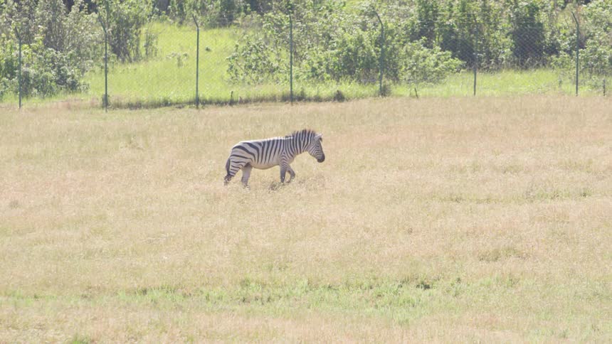 Zebra roaming across the pasture outdoors
