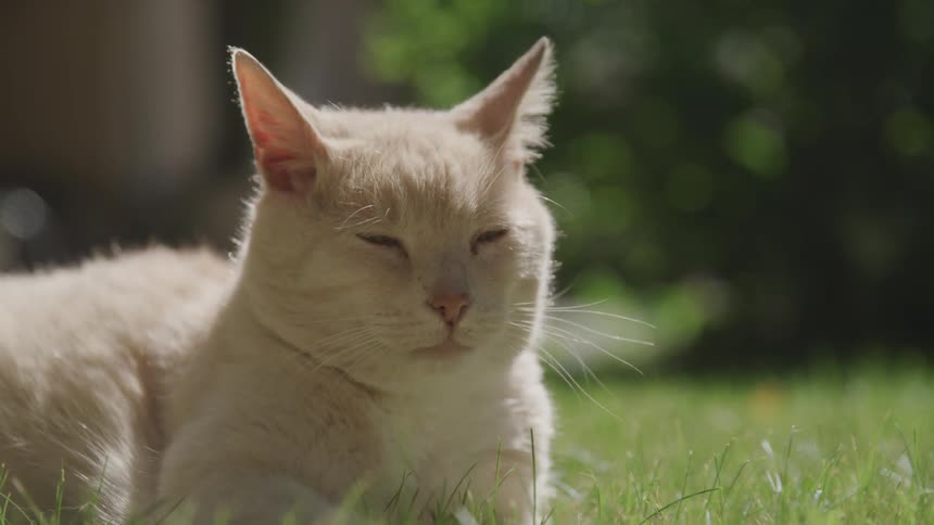 A cat is resting in the grass on a sunny day