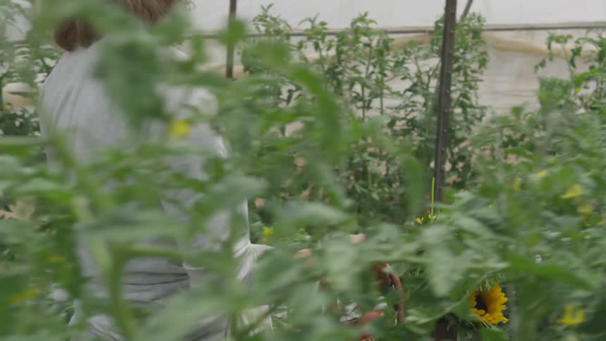 A woman in a sun hat carries a bag full of tomatoes and flowers through rows of tall plants in a garden