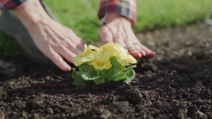 An elderly gardener plants yellow flower on the ground