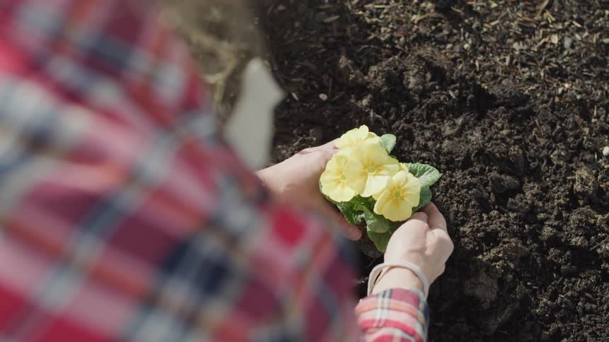 Woman plants yellow flower on the ground
