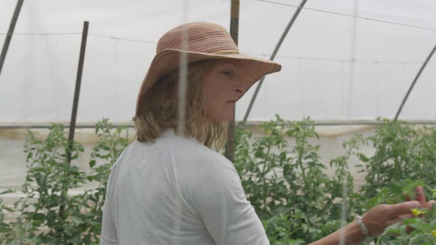 A woman wearing a sunhat touches plants as she walks past them in a greenhouse