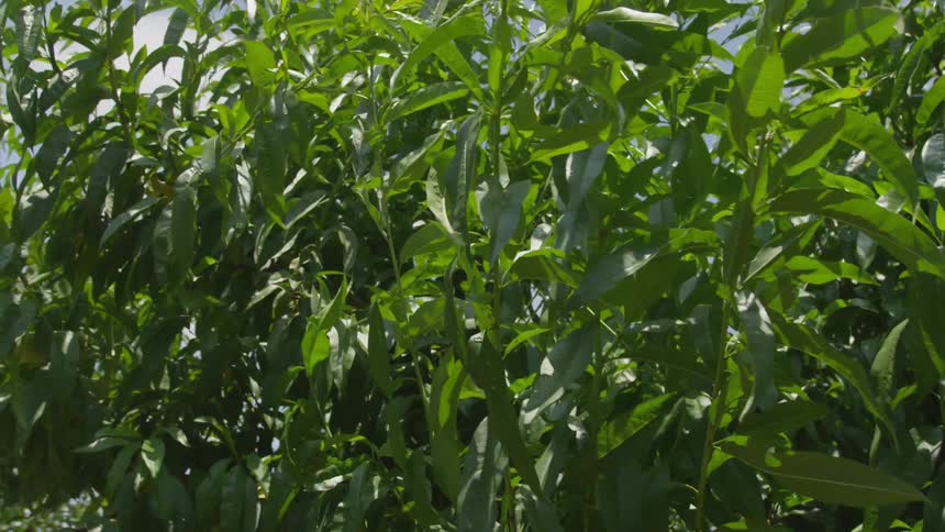 Plants are moving from the wind outdoors