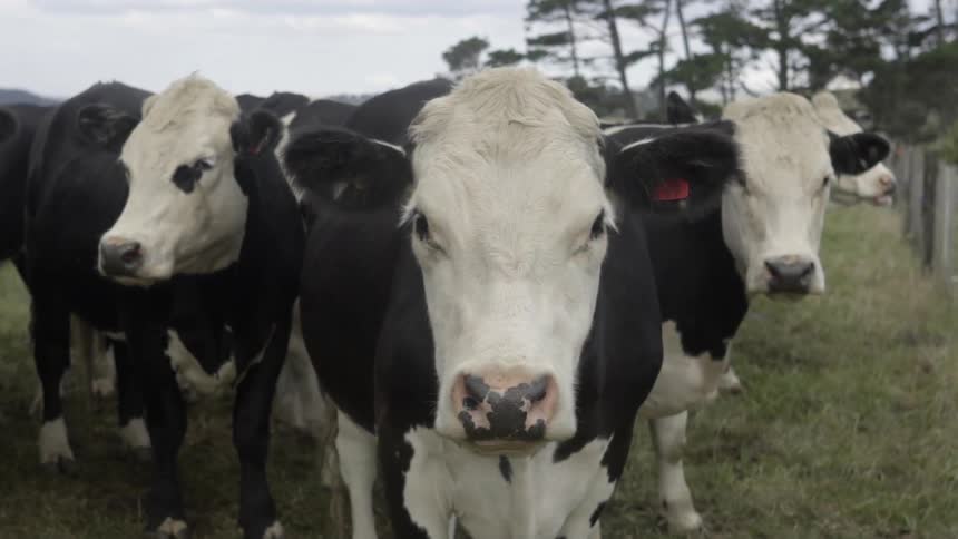 Cows Staring Directly at Camera in Pasture Under Bright Daylight Outdoors.