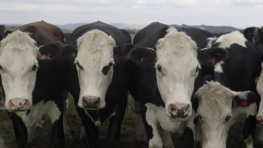 Herd of Cows Standing Together in Pasture Field Under Natural Daylight on Farm.