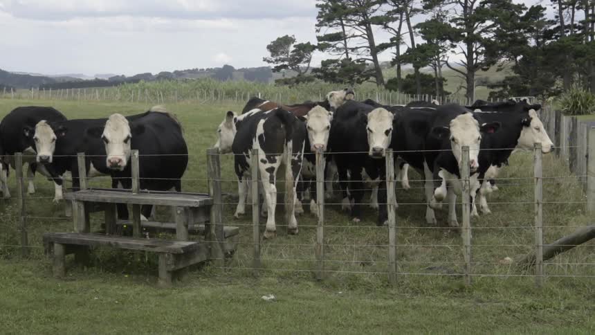 Cows Sitting by a Fence on a Cloudy Day in Pasture Outdoors.