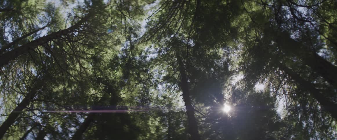 Pine trees in a forest