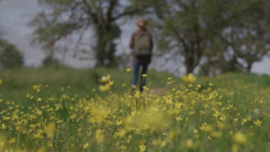 A field with yellow flowers and grass with a person walking on a dirt road in the background