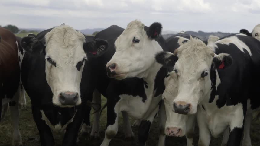 Cows in a herd stand bunched up together in front of the camera