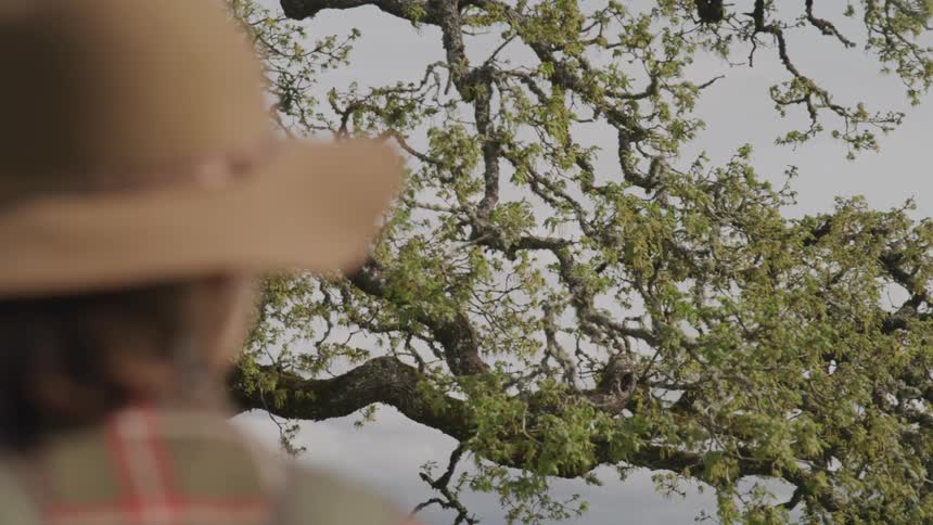 A woman stares at a tree on a hill