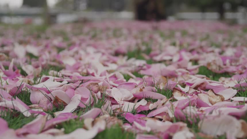 Pink flower petals lay on the green grass
