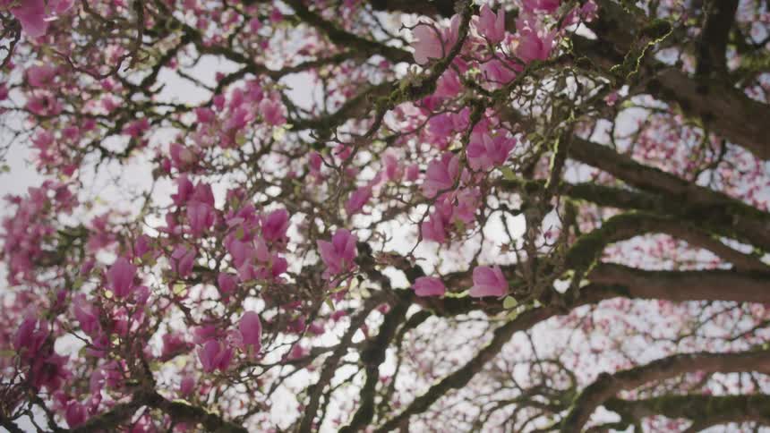 Cherry blossoms bloom densely on a tree