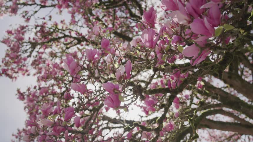 Flowers in bloom on a tree