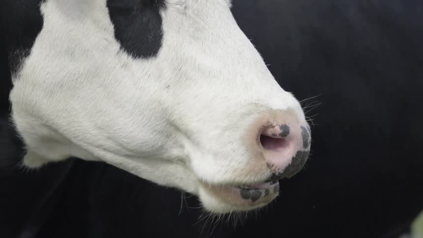 Cow Eating Food in Pasture Outdoors Under Natural Daylight in Rural Farm Setting.