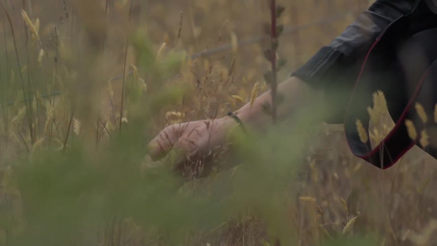 Close-up of Someone Plucking Grass Seed Heads Outdoors — Natural Rustic Footage Clip.