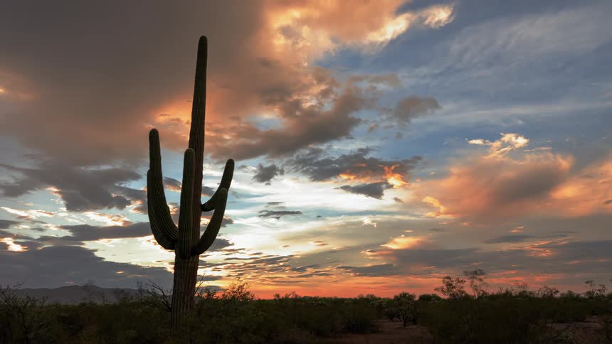 A large cactus sits in the desert at dawn
