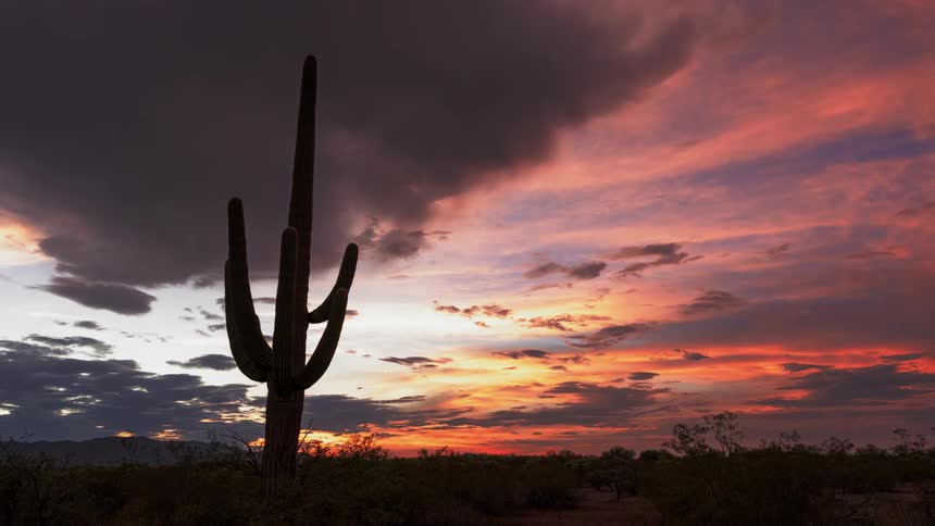 A silhouette of a cactus on the desert at sunset