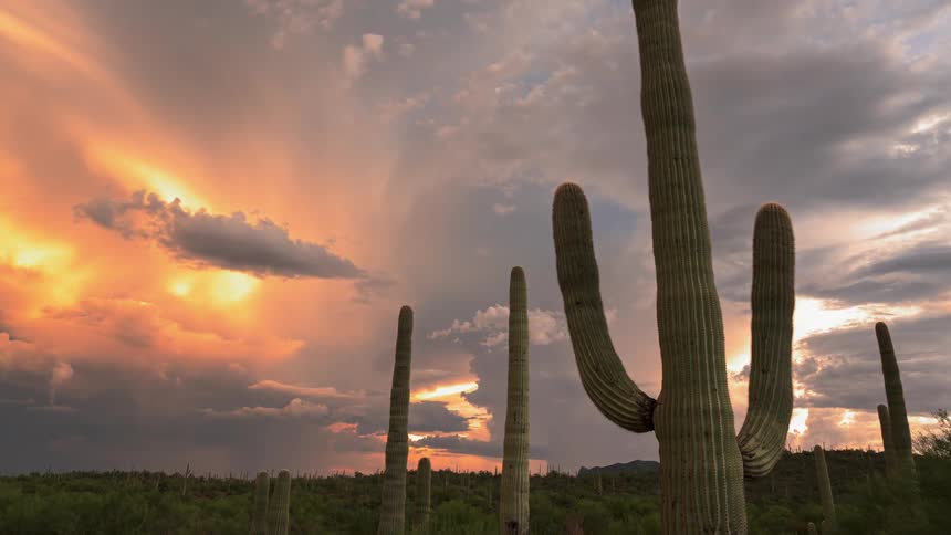The sun sets and clouds gather over cactus in the desert