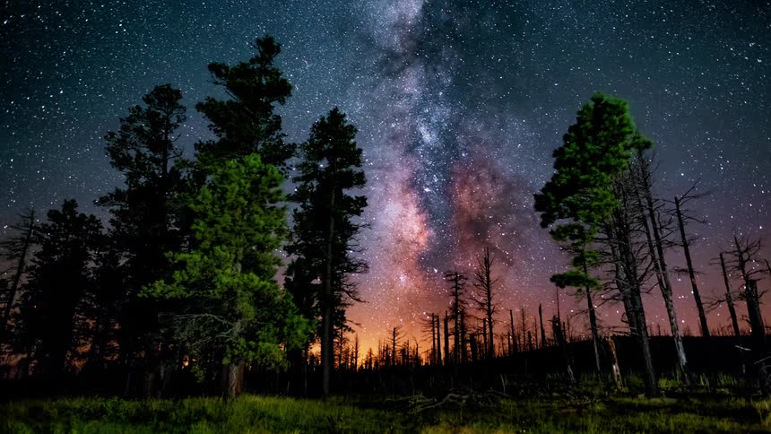 A starry night sky moves above tall forest trees