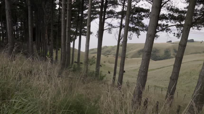 Cows standing in a tree-lined, hilly pasture on a cloudy day