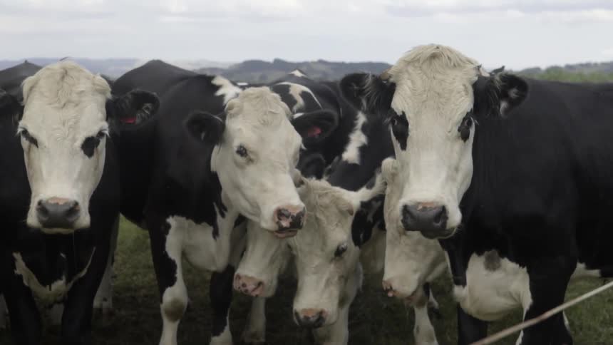 Herd of Cows Standing Next to A Fence Wire in Pasture Field Under Natural Light.