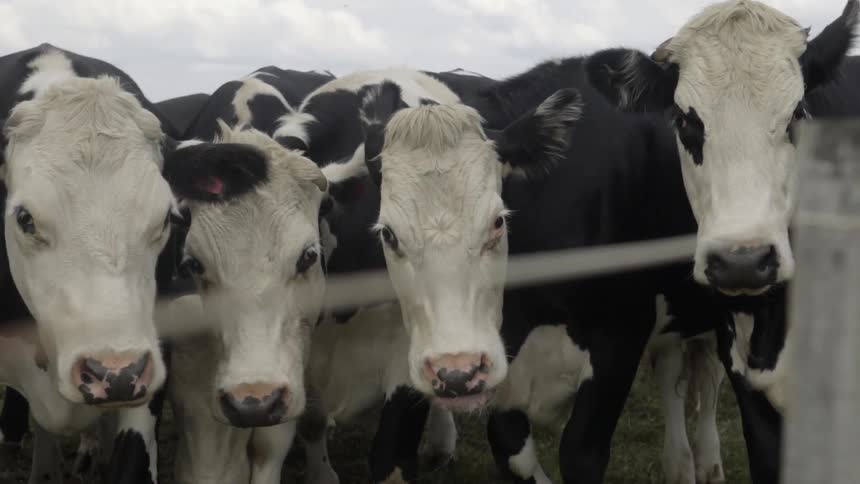 Group of Cows Standing Next to a Fence in Pasture Under Daylight Sky.