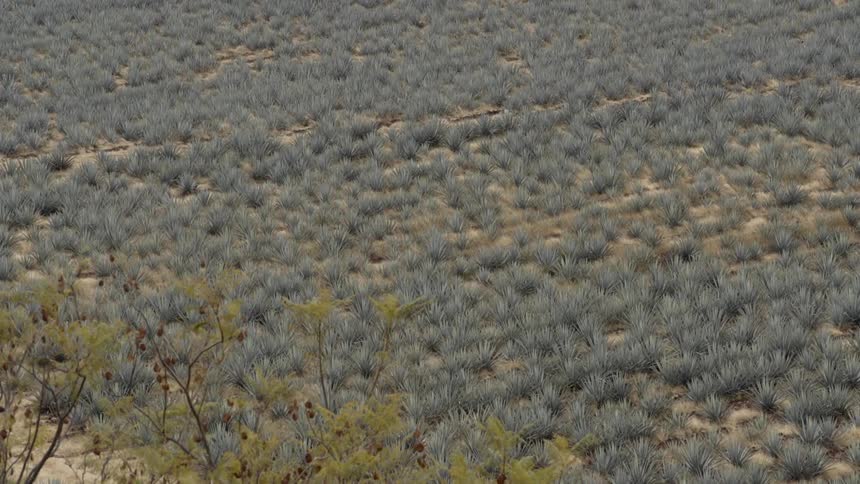 A field of agave during the day