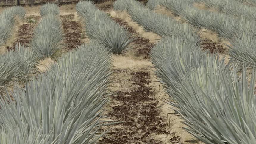 A scenery of a grass on a farmland