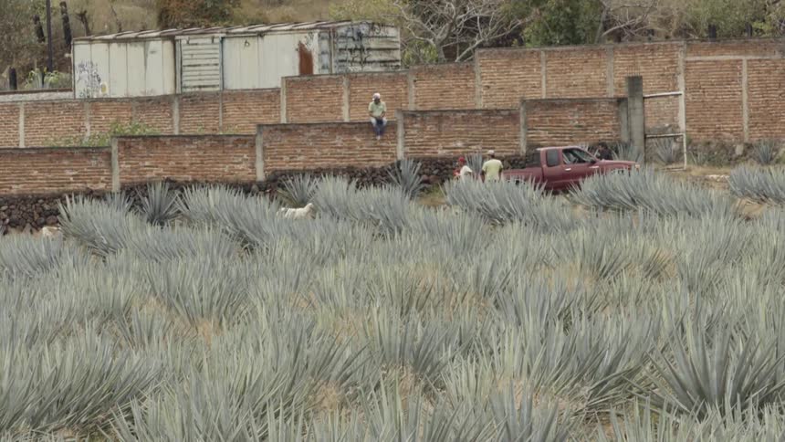 People and animals near a field of agave
