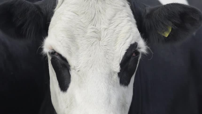 Cow Blinking Its Eyes Outdoors in Natural Pasture Setting Under Daylight Sky.