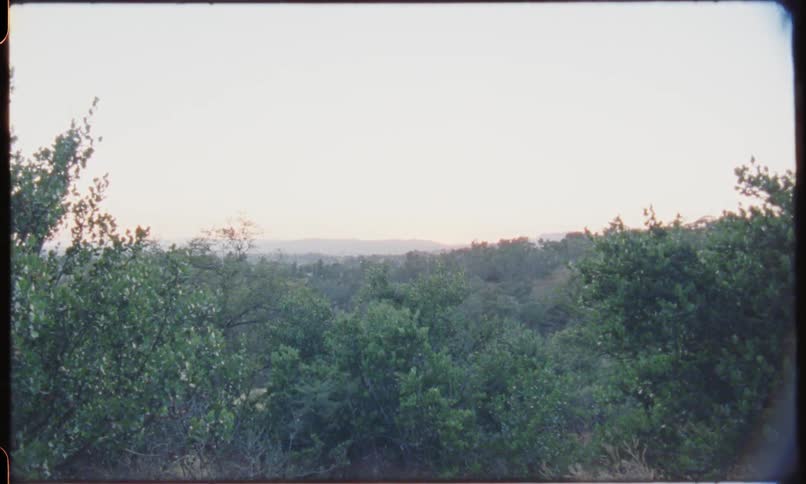Landscape view of a forest