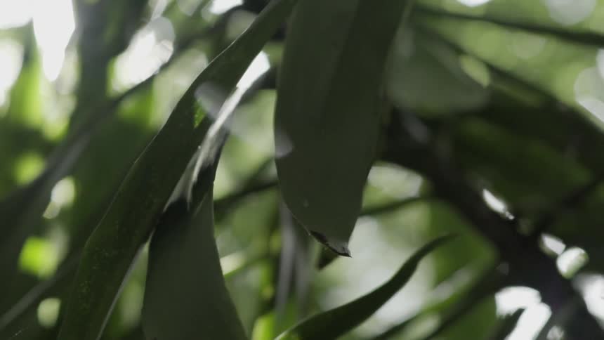 Sun Shining Down on Plant Leaves Creating Warm Natural Growth and Calm Ambience.