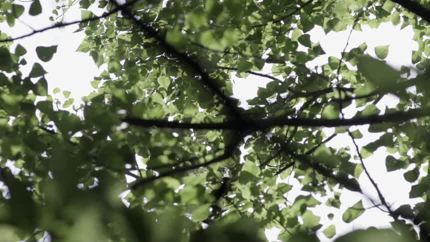 View of some branches with bright green leaves on a sunny day