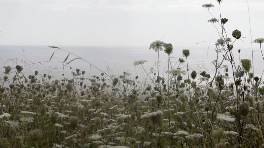 Wild Flowers Growing on the Coast With Ocean Breeze and Quiet Nature Ambience.