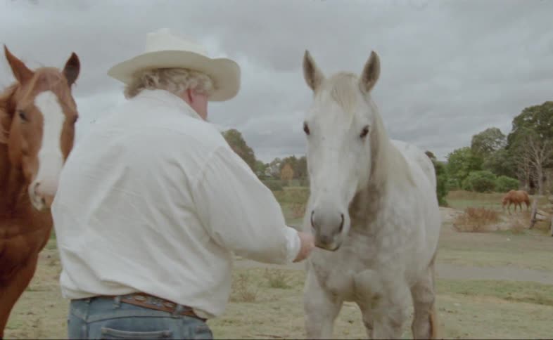 A man gives horses treats in a large pasture