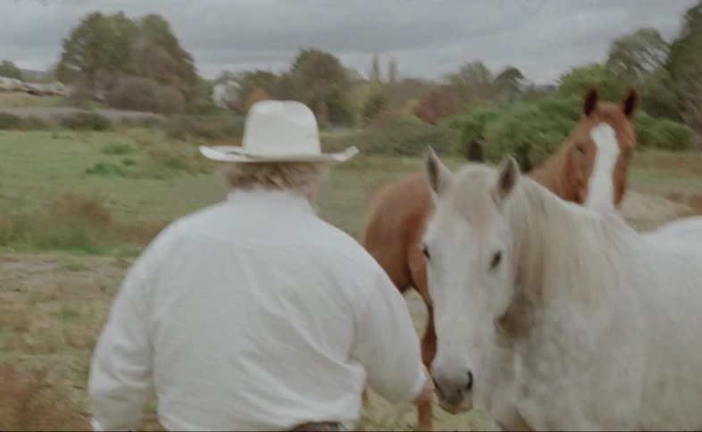 A man in a white cowboy hat walks towards two horses and offers an apple to the white one