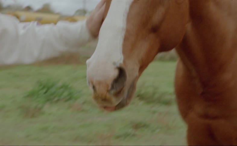 A man petting and feeding a horse with an overcast sky in the background