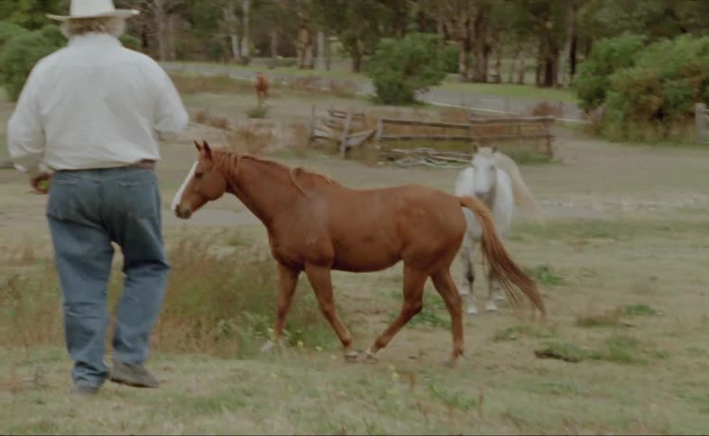 A man walks through a pasture with horses while carrying apples