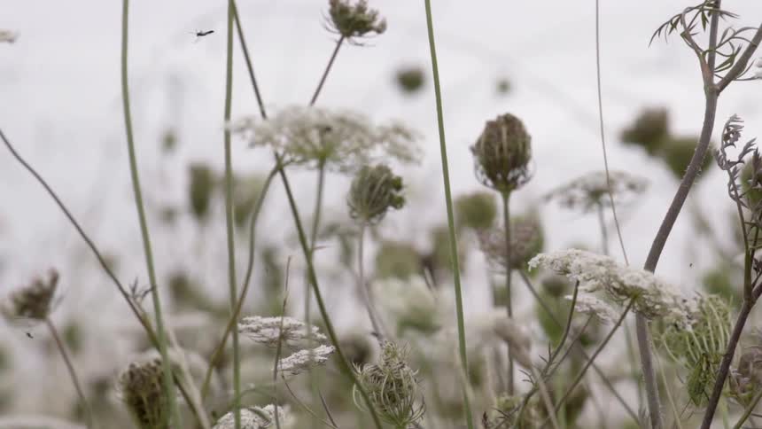 Insects Flying Around Plants Outdoors in Natural Habitat Showing Curious Wildlife Motion.