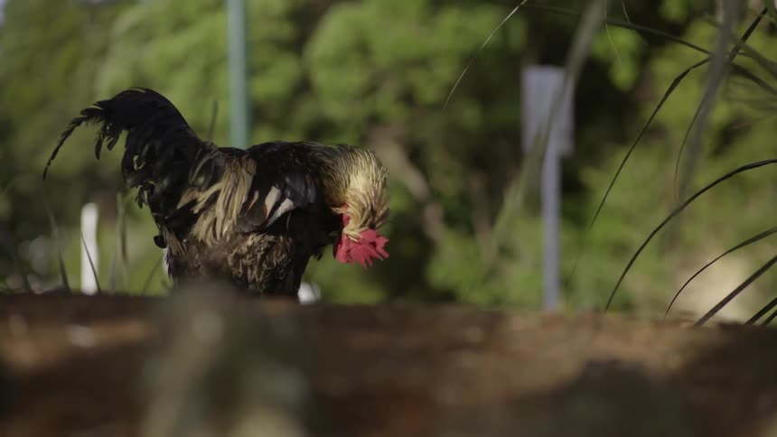 Rooster Fixing Its Feathers Up Close Showing Natural Behavior in Farm Setting.