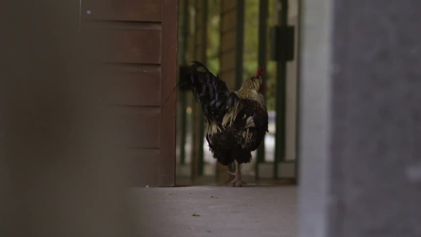 Chicken Walking Around Freely in Farmyard Setting With Natural Movement and Quiet Character.