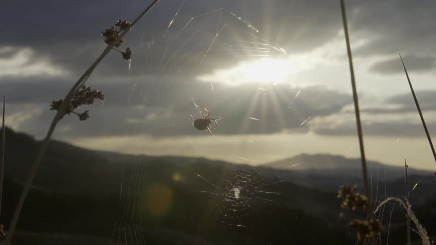 Sunbeams behind a spider building a web