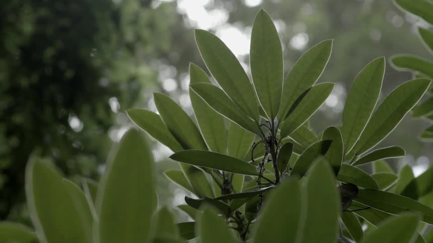 Tree Leaves Gently Moving in the Wind Creating Calm Natural Outdoor Ambience Scene.