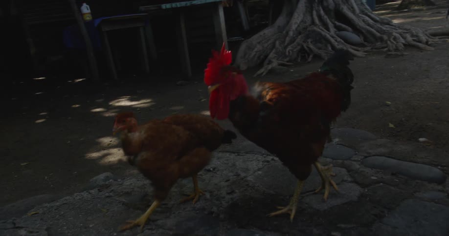 A rooster and a chicken walk through a dirt yard heading toward the coop door