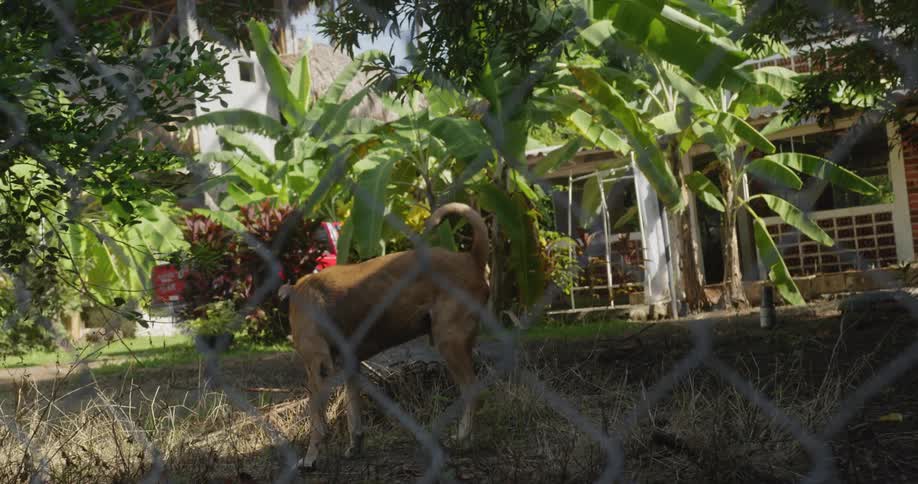 A dog stands in a yard and barks toward a fence then turns and walks away