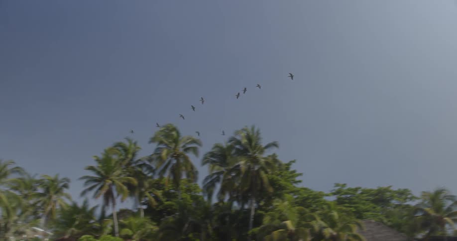 A flock of birds can be seen flying in formation over a residential area surrounded by palm trees