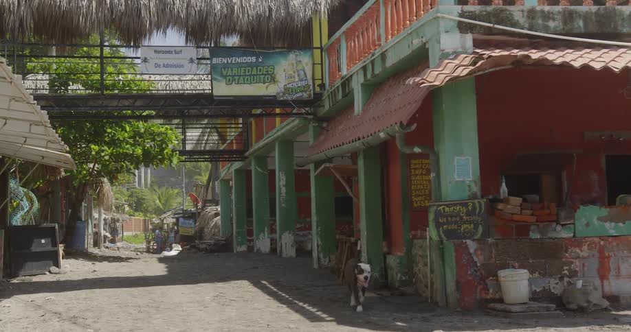 A dog walks along a small town street