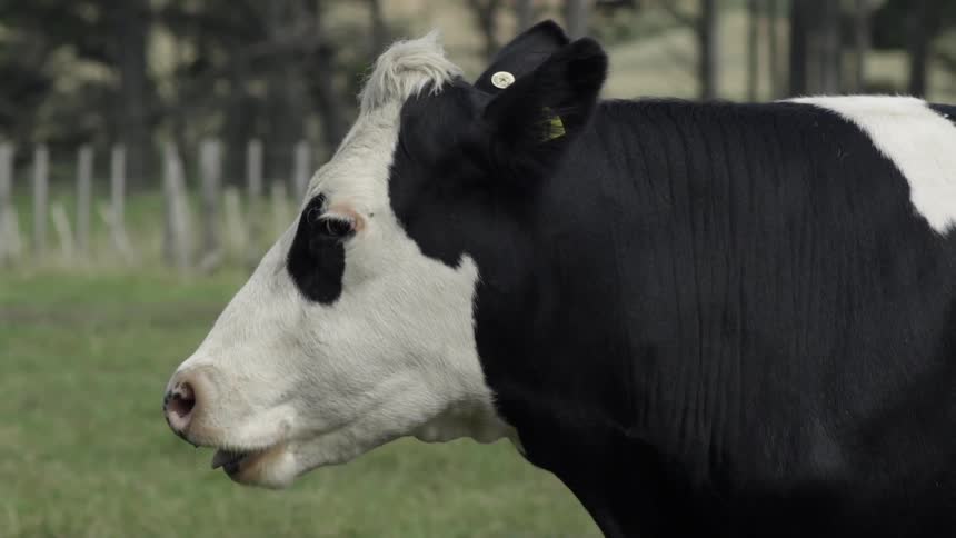 Cow Grazing and Eating in a Green Field Under Bright Daylight Outdoors.